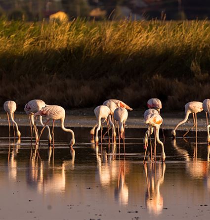 Saline di Cervia
