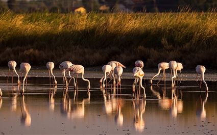 Saline di Cervia