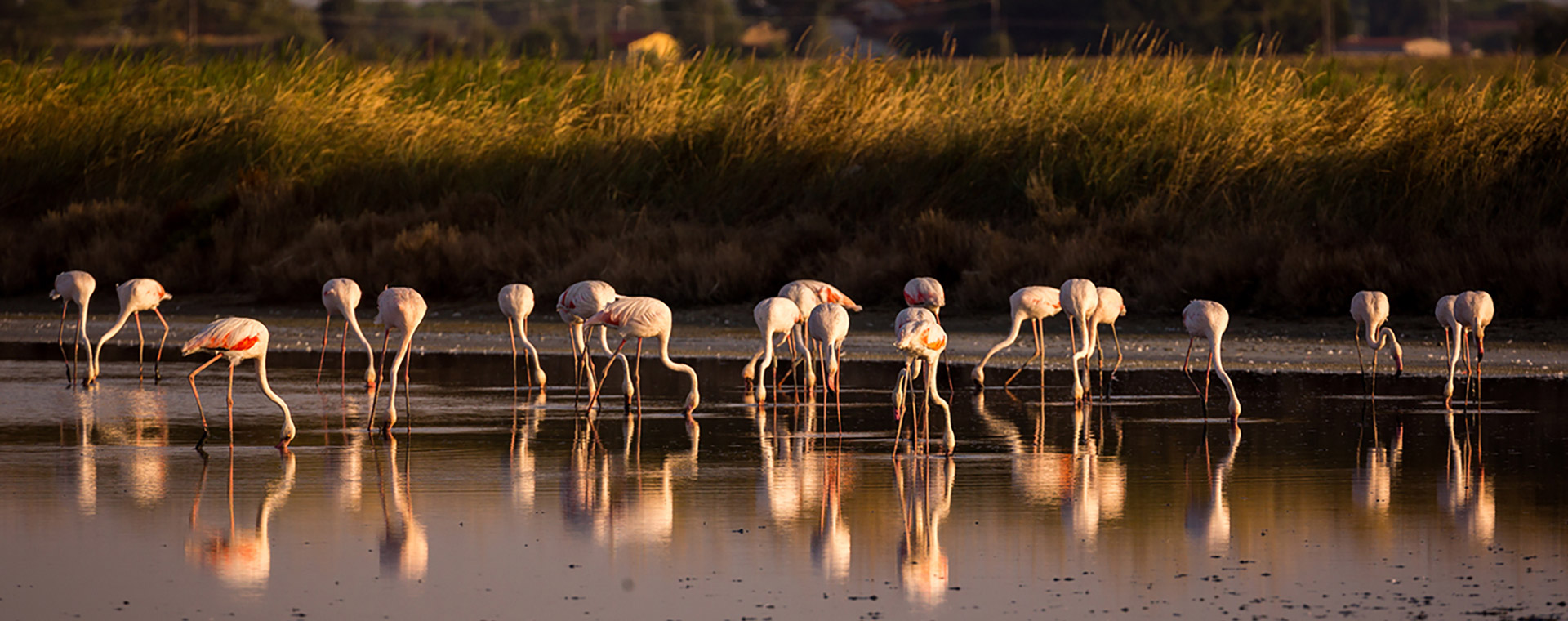 Saline di Cervia