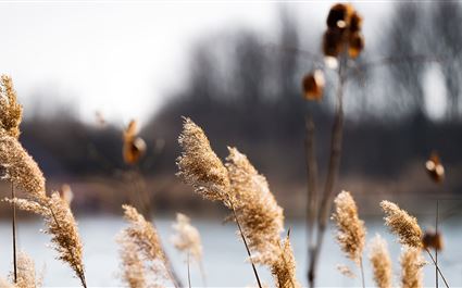 Ecomuseo delle erbe palustri